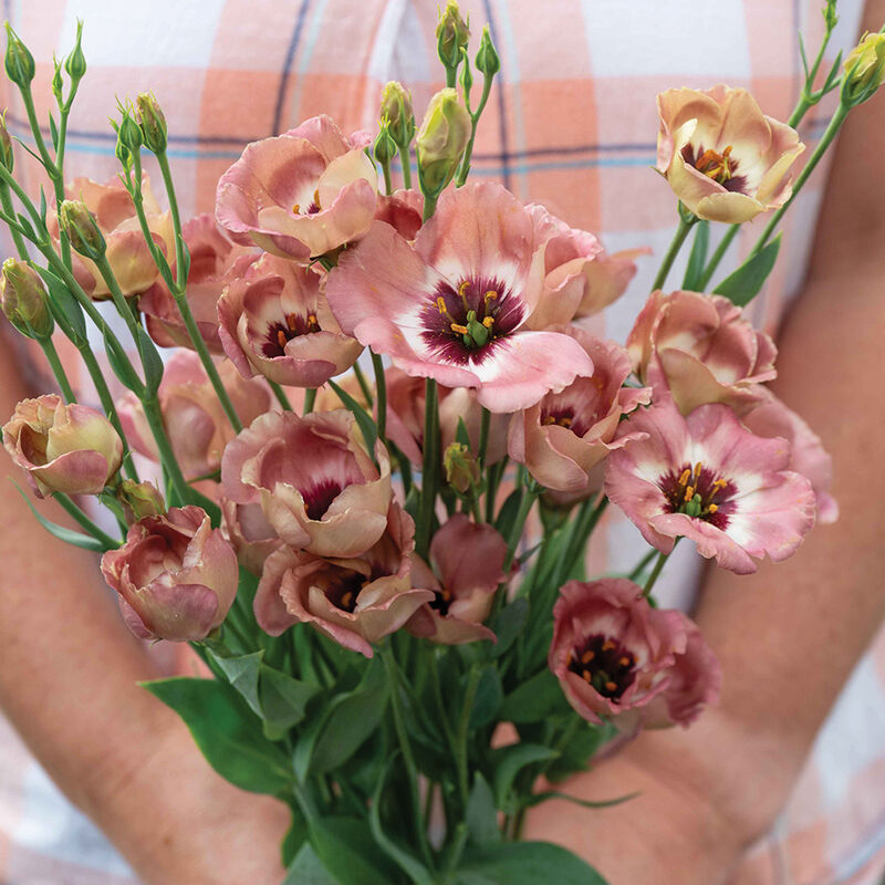 Pucchino Choco 3 - Semilla de Lisianthus granulada (F1)