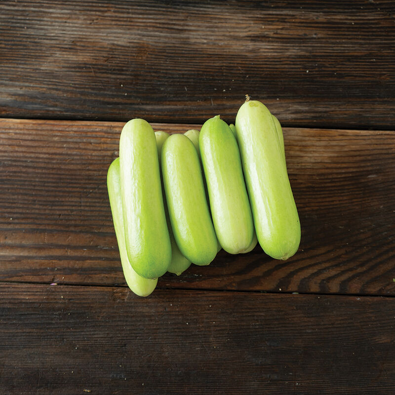 Gimlet-Semilla de pepino (F1)