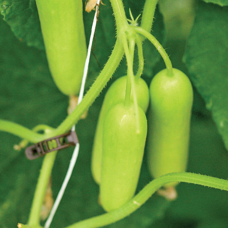 Gimlet F1 – Semillas de Pepino Híbrido