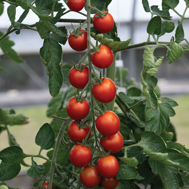 Attracta- Semilla de tomate orgánica (F1)