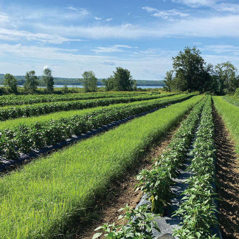 Teff - Semillas de cultivos de cobertura