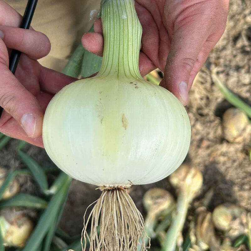 Vidora Semilla de cebolla (F1)