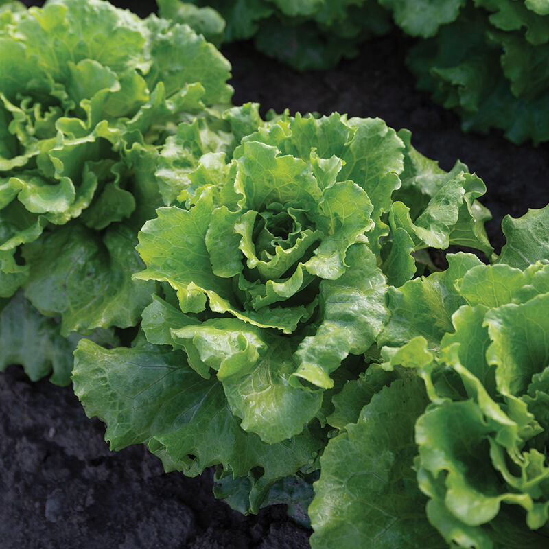 Reno -Semillas de lechuga 