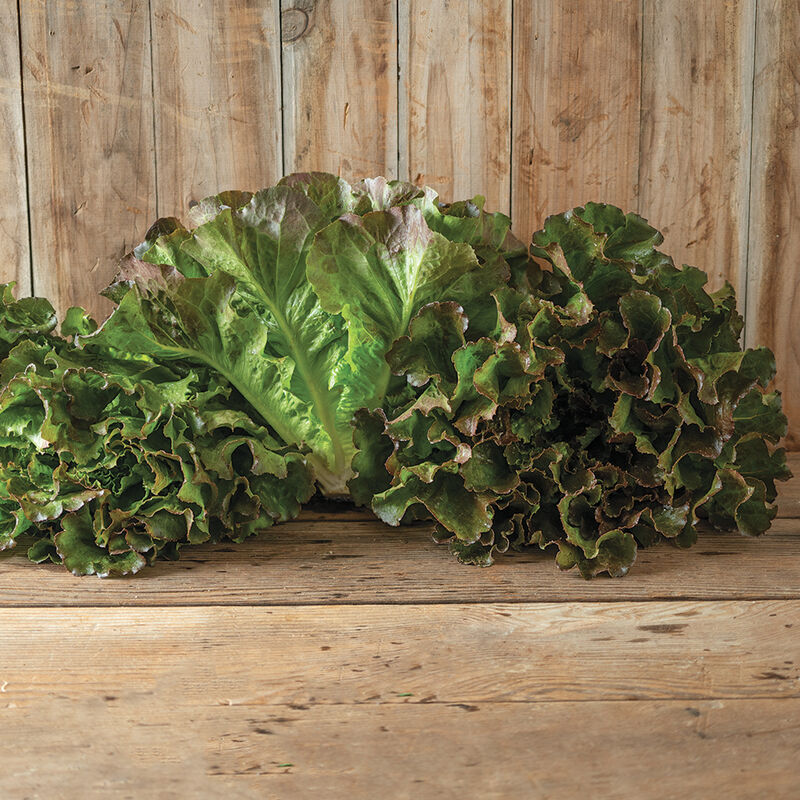 
Purple Fusion - Semillas de lechuga peletizadas
