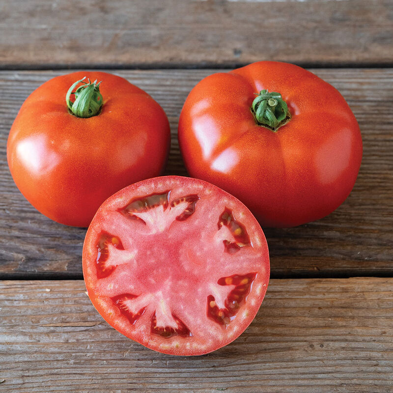 Contessa - Semilla de tomate orgánica (F1)