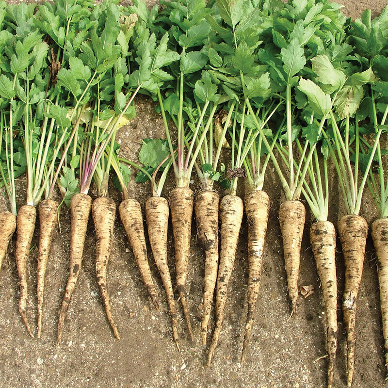 Dagger - (F1) Semilla de chirivía orgánica