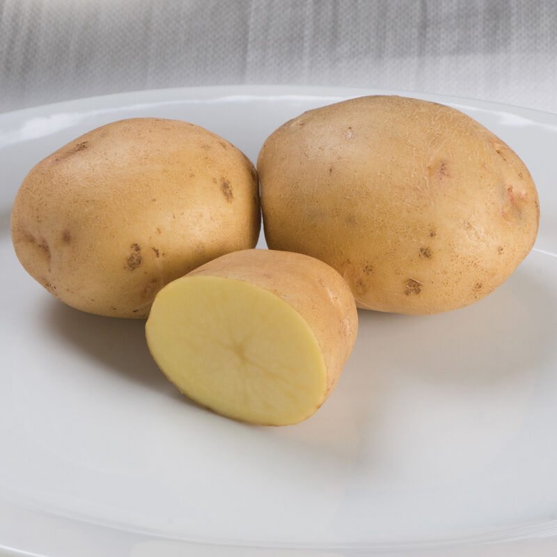 Yukon Gold- Patatas de siembra