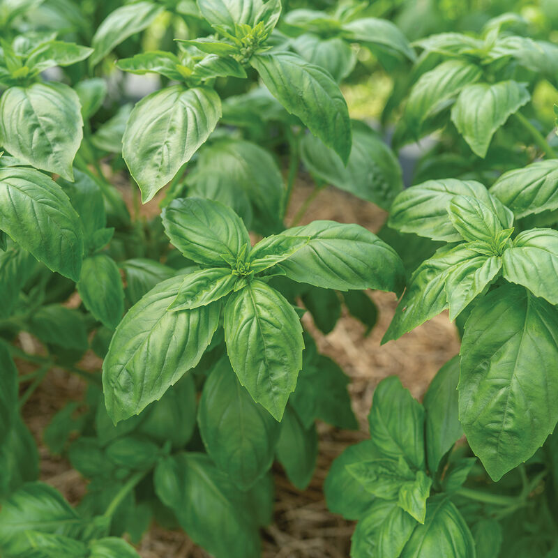 Noga Prospera® Active DMR - Semillas Orgánicas de Albahaca