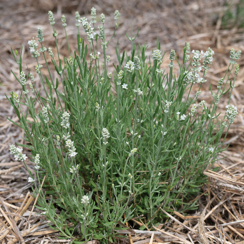 Ellagance White -Semillas de Lavanda