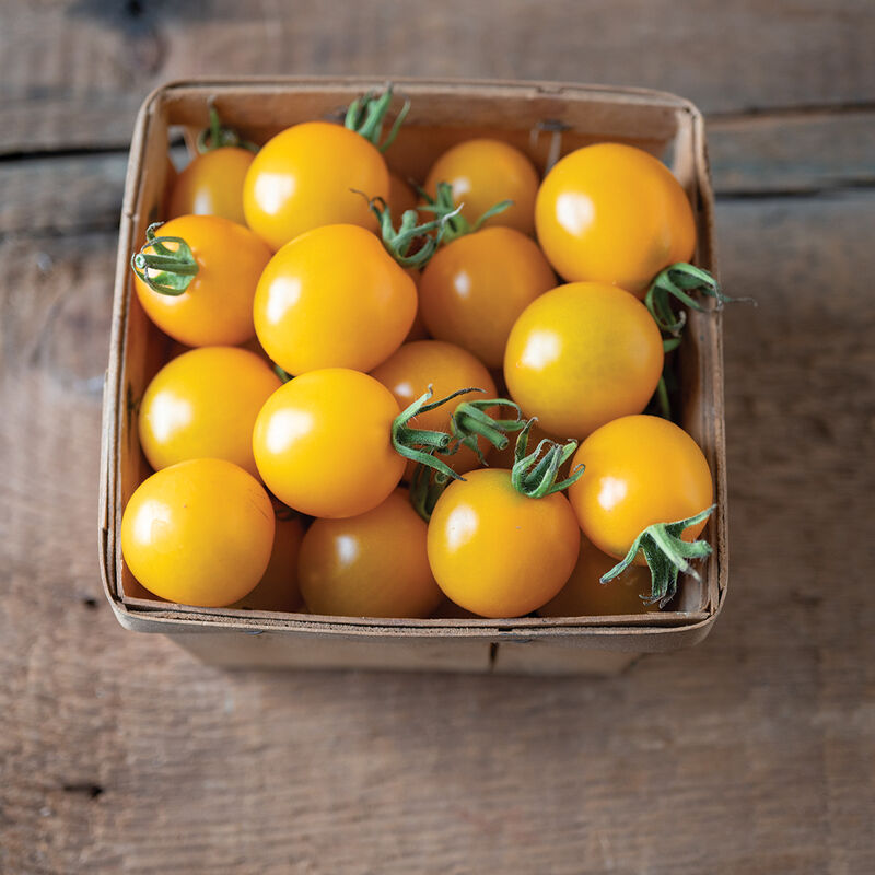 TY Yellow Mimi- Semilla de tomate (F1)
