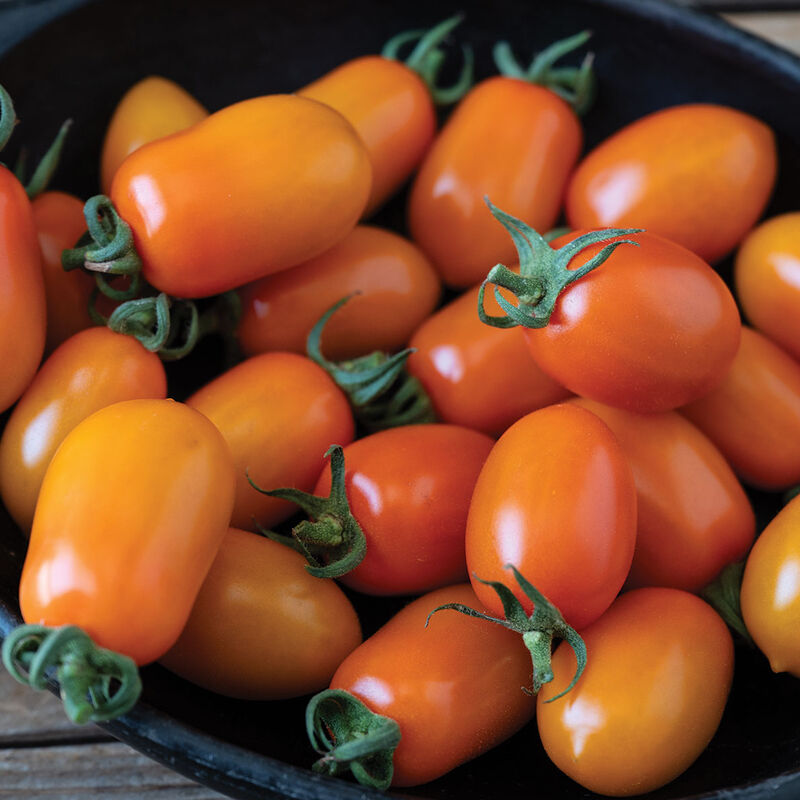 Mimosa- Semilla de tomate orgánica (F1)