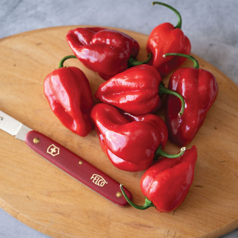 Velociraptor- (F1) Semilla de chile habanero