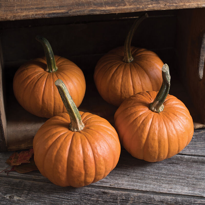 Baby Bear - Semillas de Calabaza Tratada