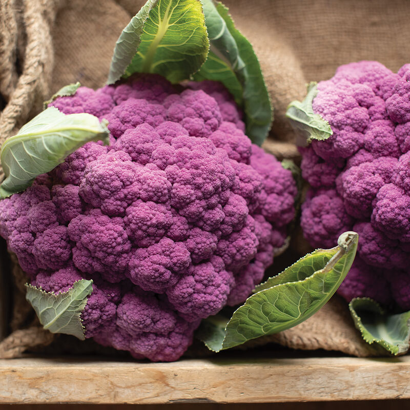 Amethyst - Semilla de coliflor