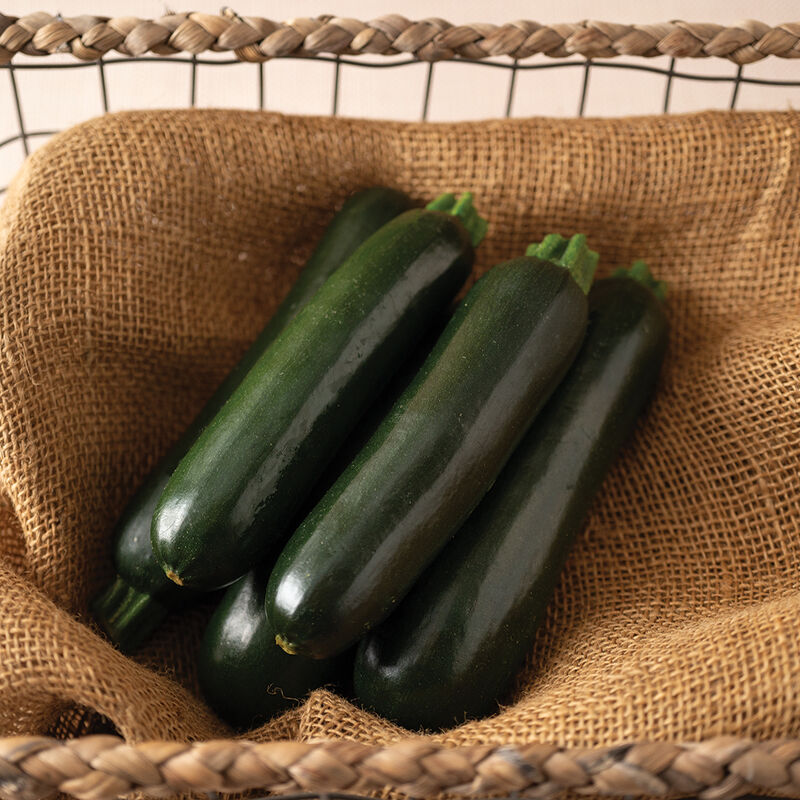 Maveric F1 – Semillas de Calabacín (Zucchini)