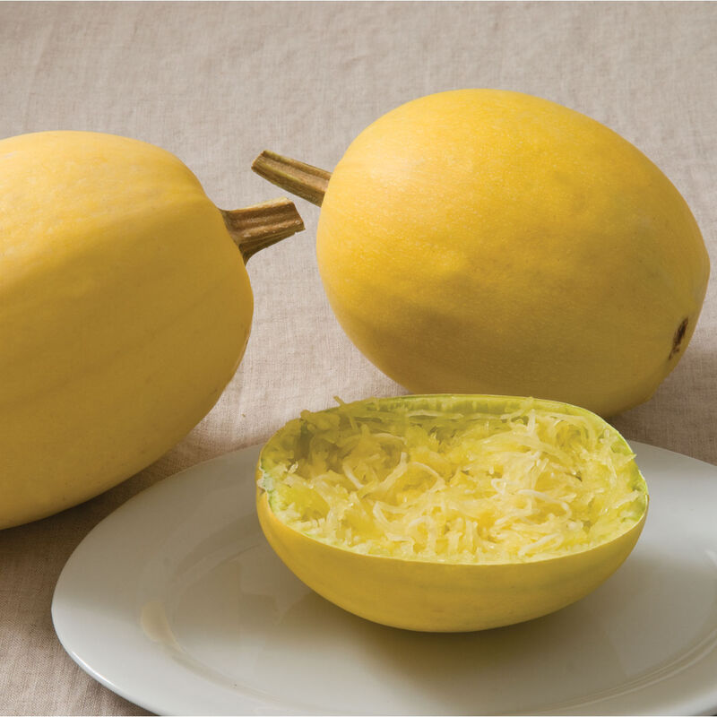 Spaghetti Squash - Semillas de hortalizas orgánicas