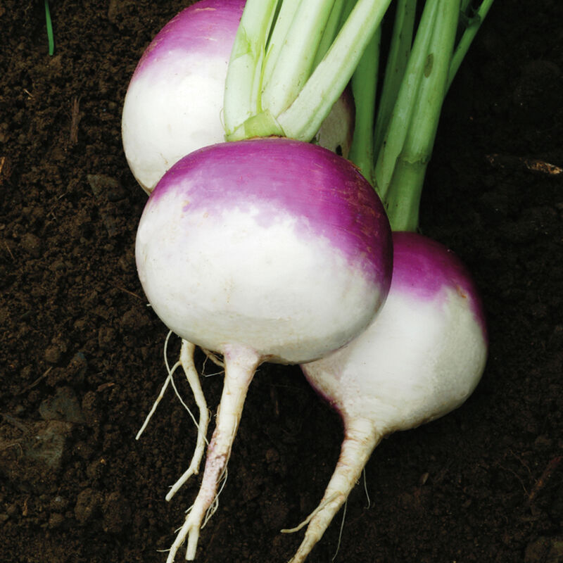 Purple Top White Globe - Semillas Orgánicas de Nabo