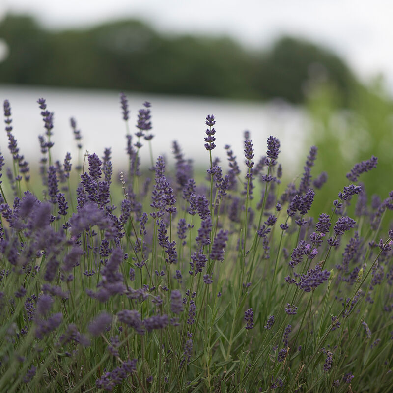 Ellagance Purple - Semillas de Lavanda
