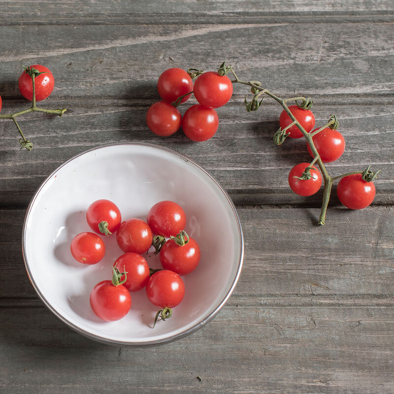Semilla de tomate Semilla de tomate