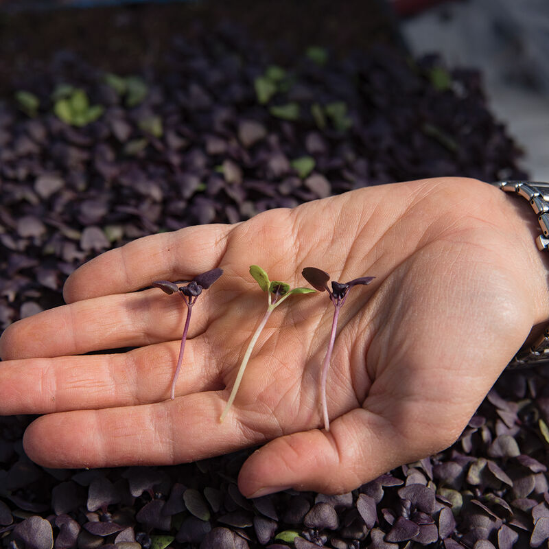 Basil Dark Opal - Semillas de Germinados de Albahaca Morada