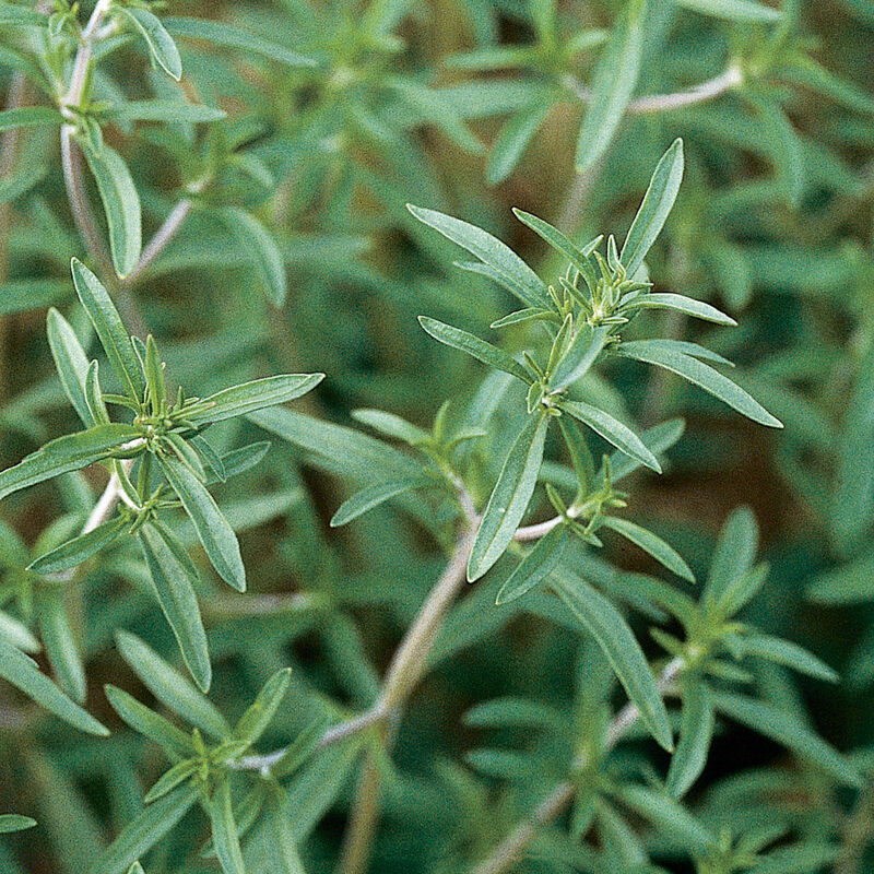 Summer Savory - Semillas de Ajedrea