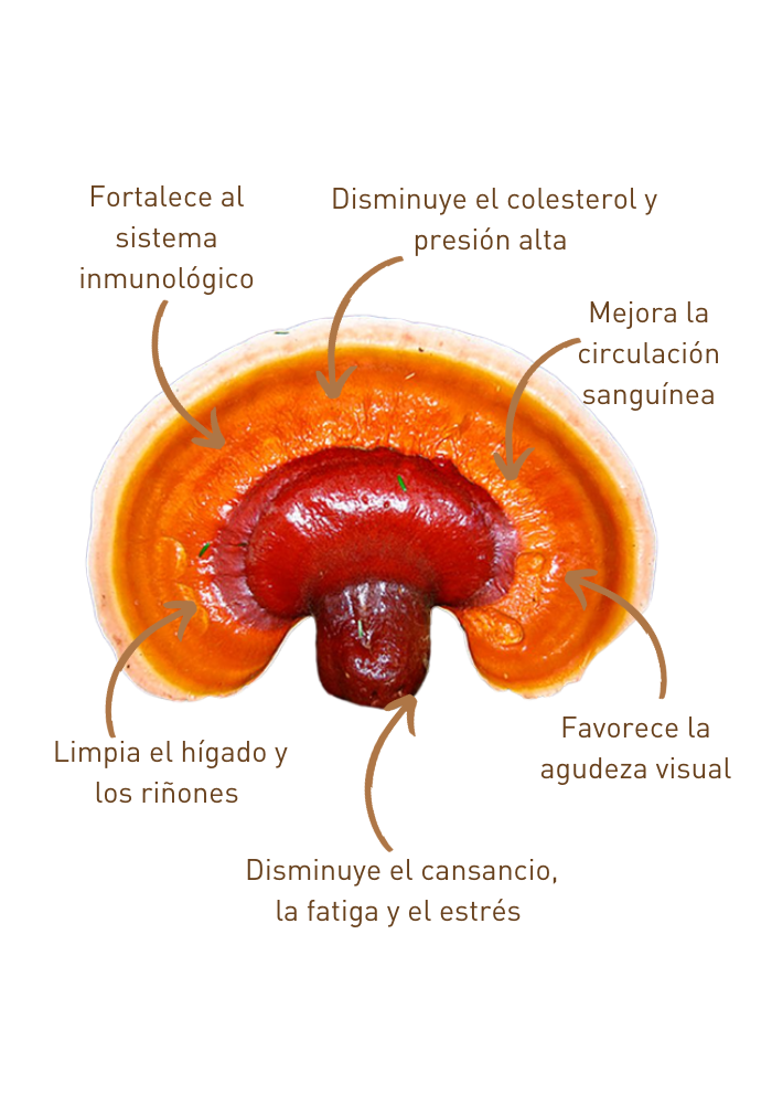 Kit para Cultivo de Hongo Reishi