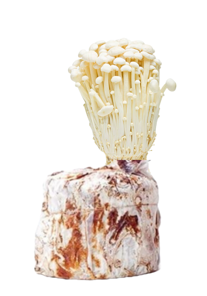 Kit para Cultivo de Hongo Enoki