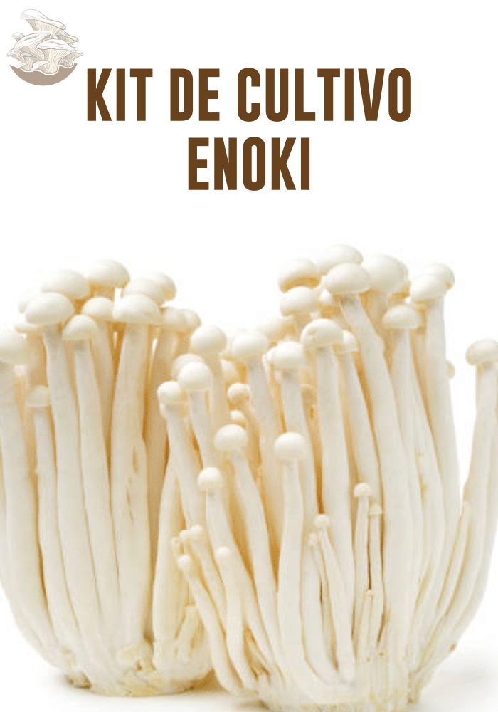 Kit para Cultivo de Hongo Enoki