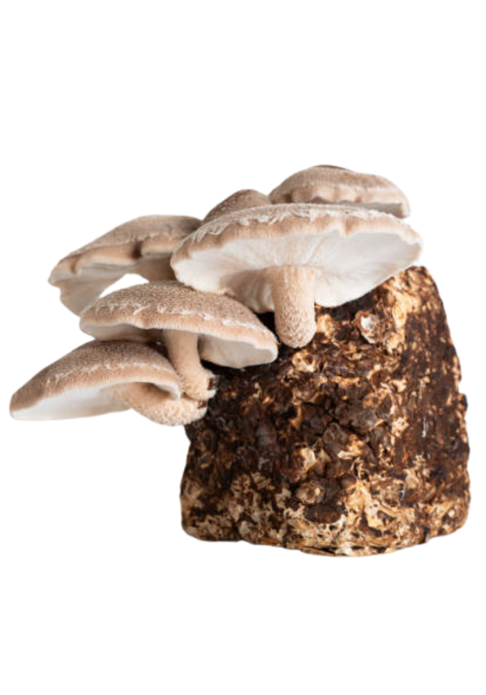 Kit para Cultivo de Hongo Shiitake