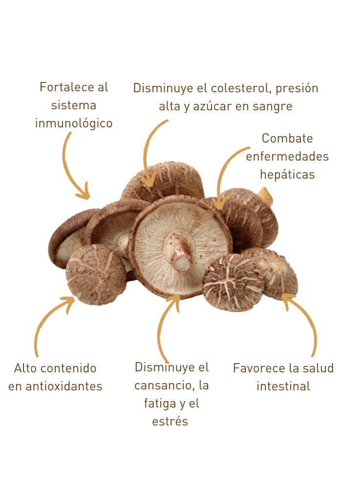 Kit para Cultivo de Hongo Shiitake