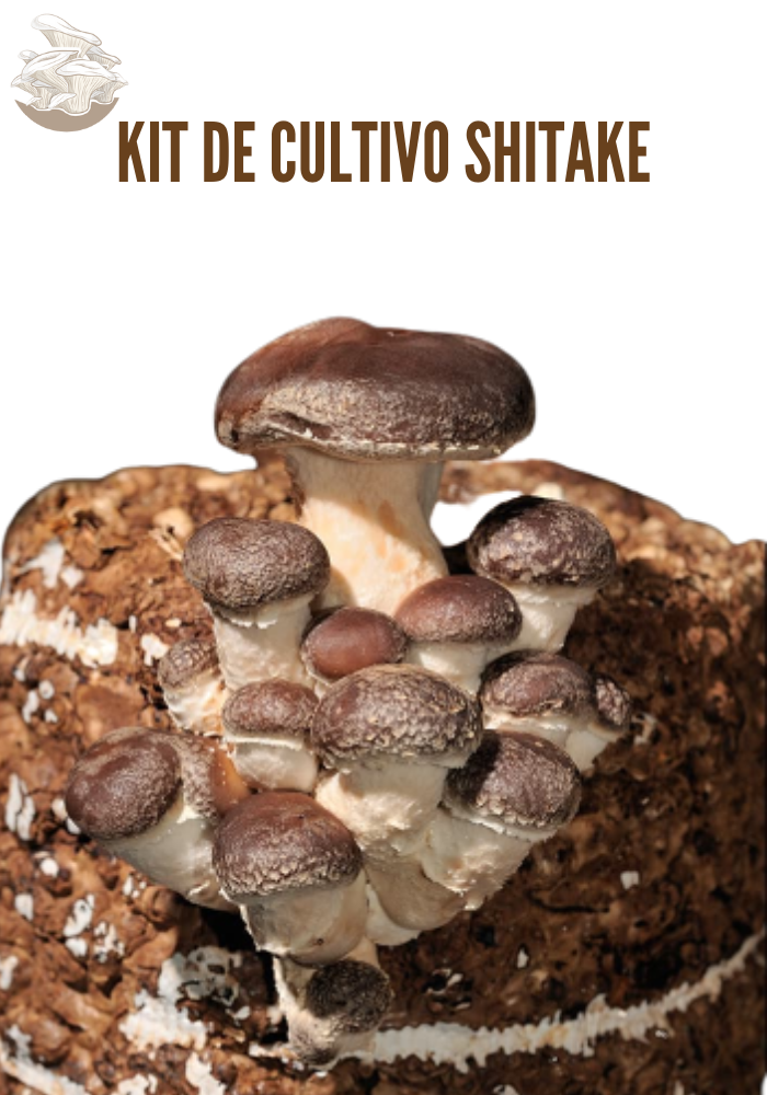 Kit para Cultivo de Hongo Shiitake