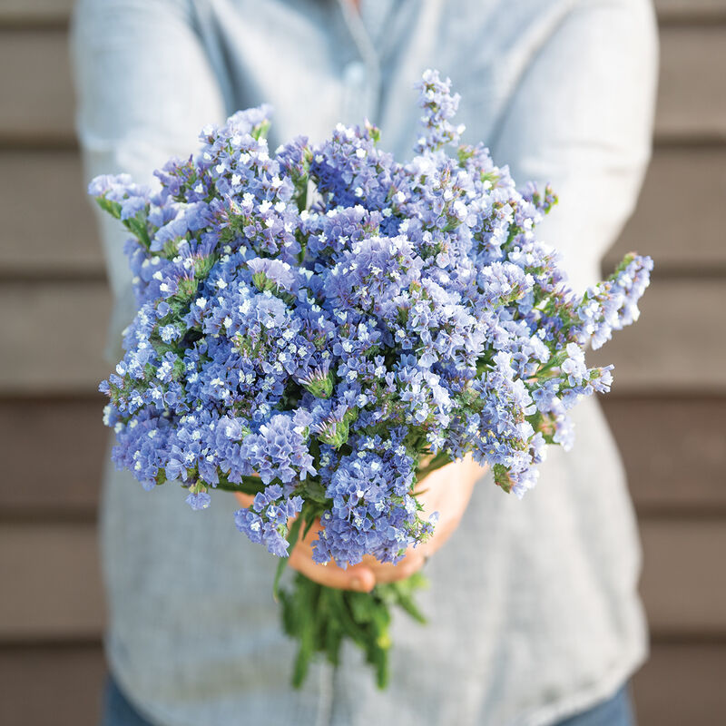 QIS Pale Blue - Semillas de Flor Statice Azul