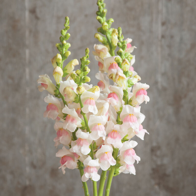 Semillas Snapdragon