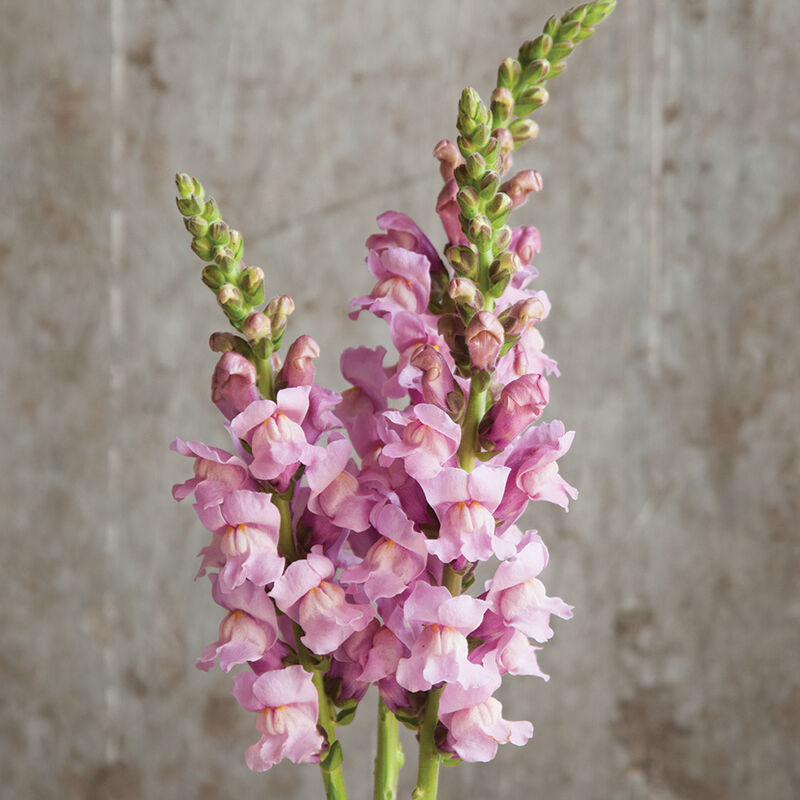 Potomac Lavender - Semillas F1 de Flor Boca de Dragon