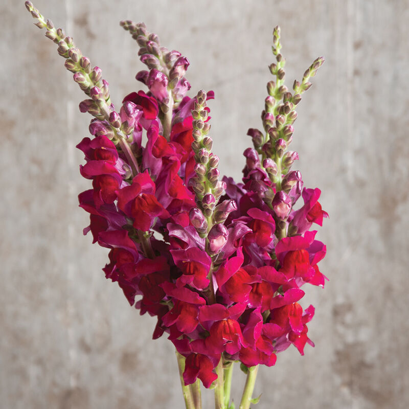 Potomac Red - Semillas F1 de Flor Boca de Dragon