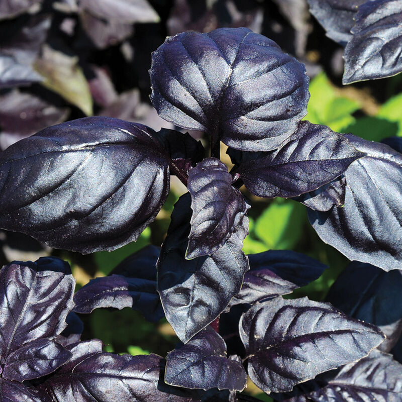 Amethyst Improved - Semillas de Albahaca Morada