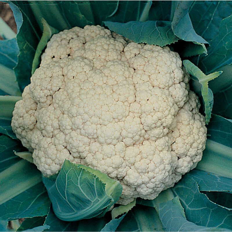 Snow Crown - Semillas F1 de Coliflor