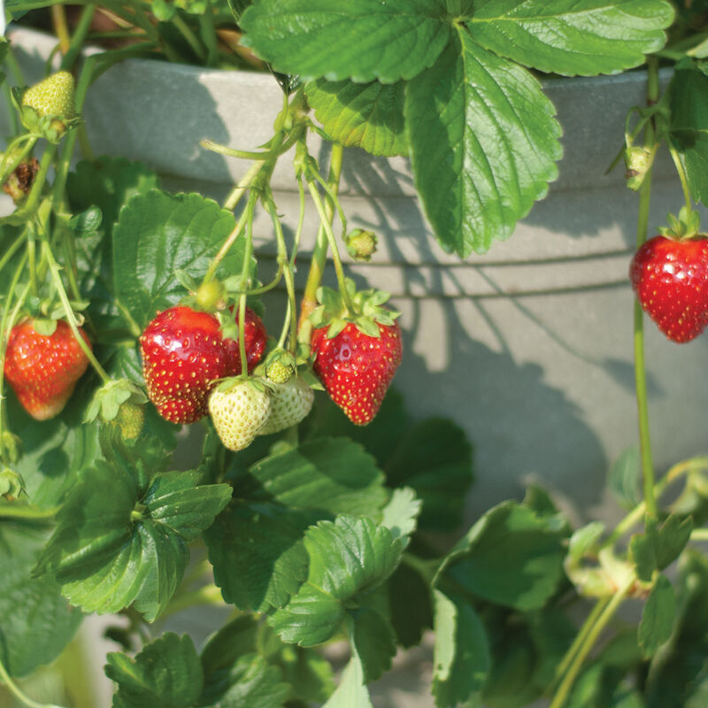 Seascape – Spring-Planted – Plantas de fresas orgánicas