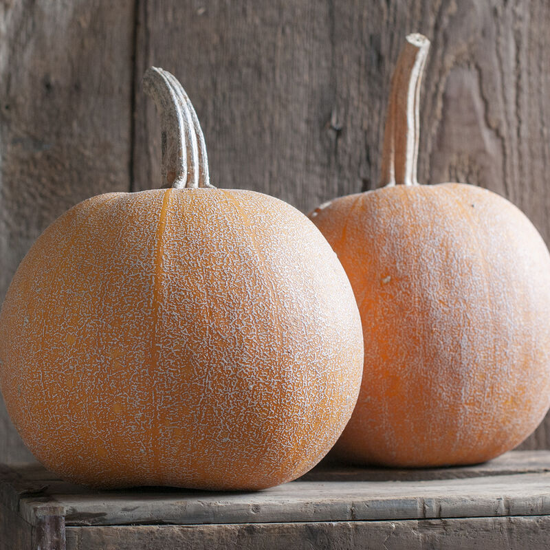 Winter Luxury - Semillas Orgánicas de Calabaza