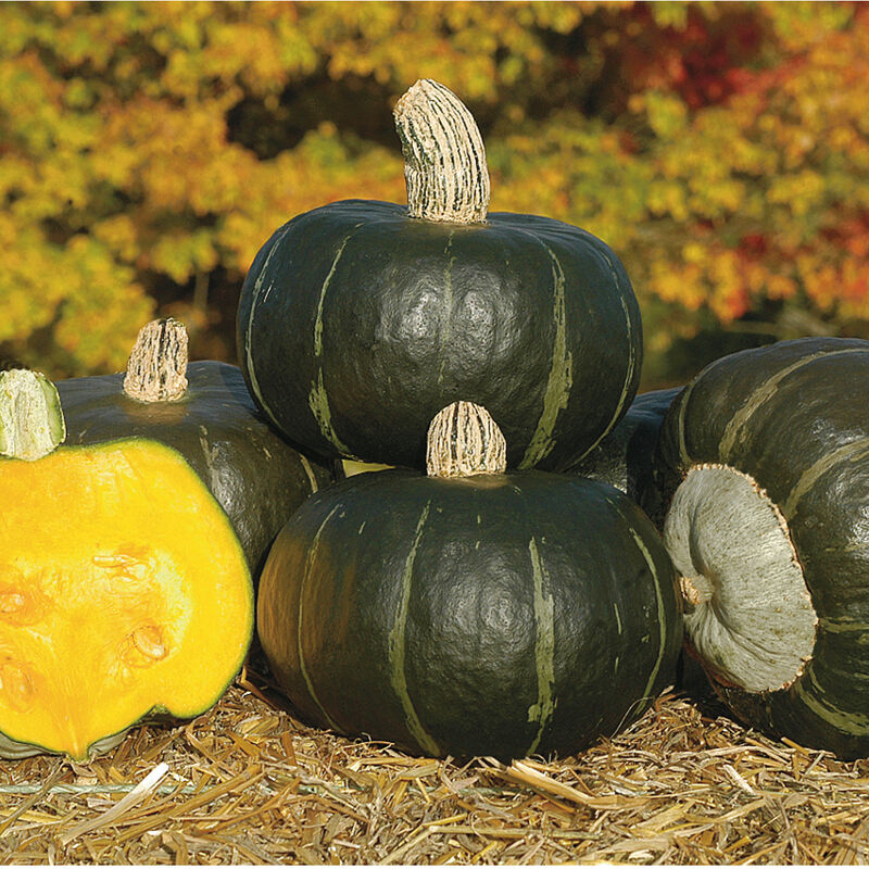 Bonbon - Semillas F1 Tratadas de Calabaza Kabocha