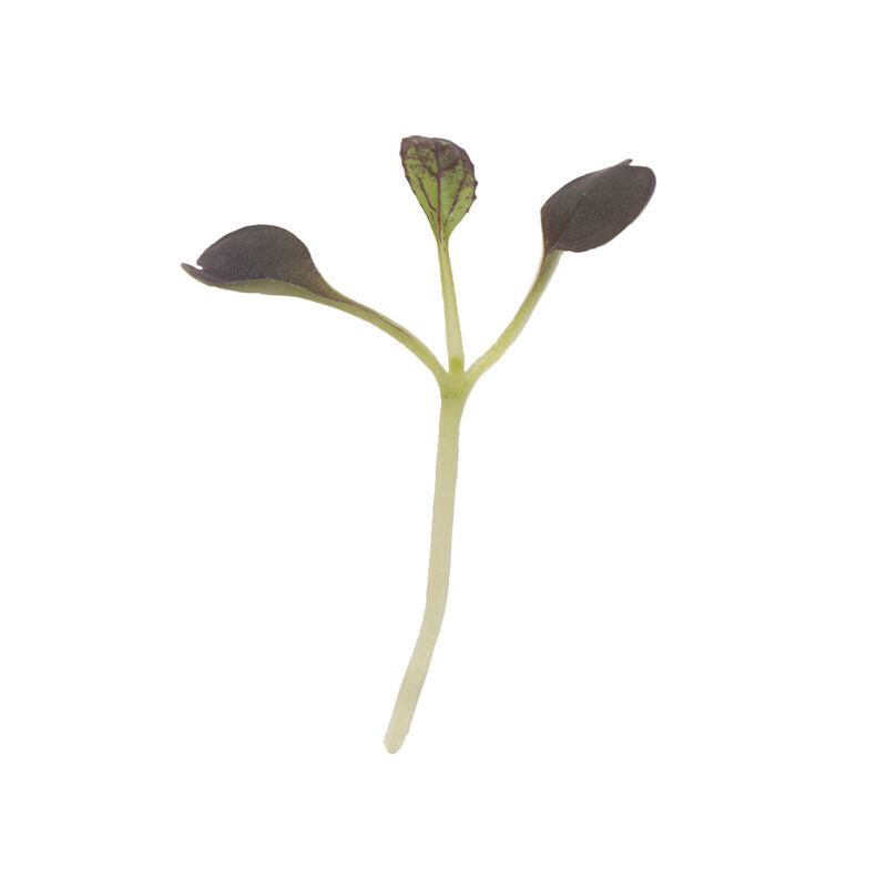 Pac Choi Red Pac - Semillas F1 para Germinados de Col China