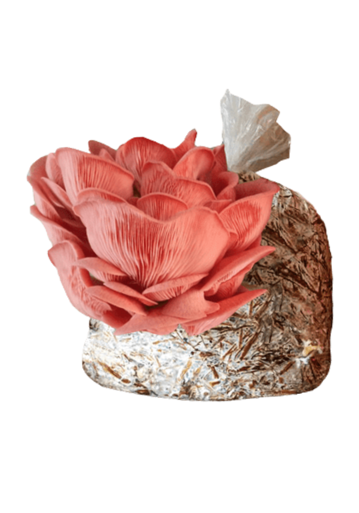 Kits Triples para Cultivo de Hongo Seta Orgánicos