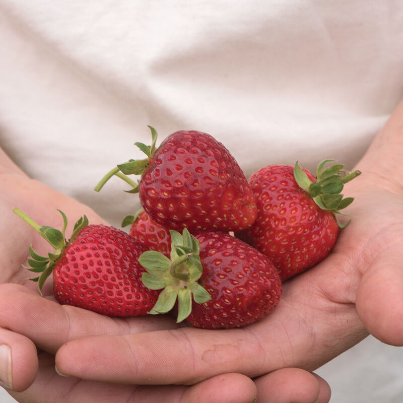 Albion – Spring-Planted – Plantas de fresas orgánicas