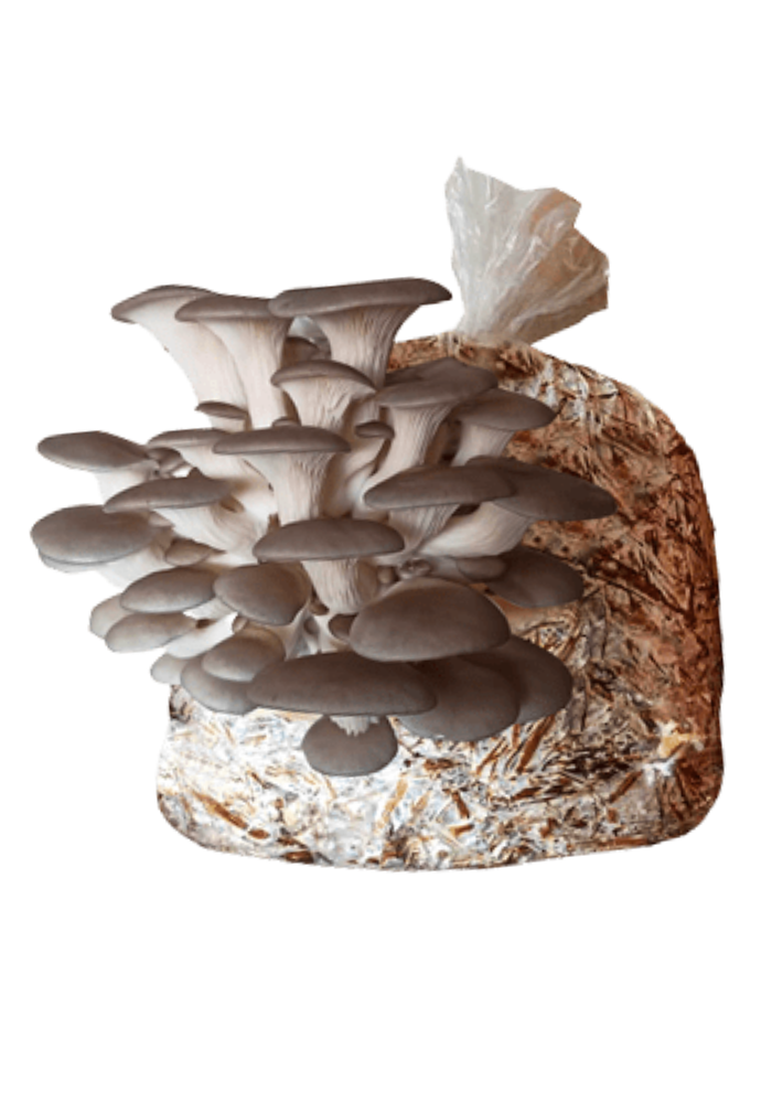 Kits Dobles para Cultivo de Hongo Seta Orgánicos