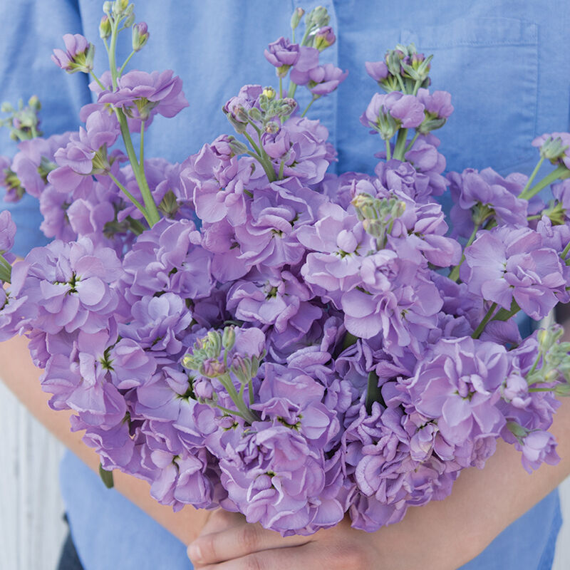 Katz Lavender Blue - Semillas de Flor Alelí