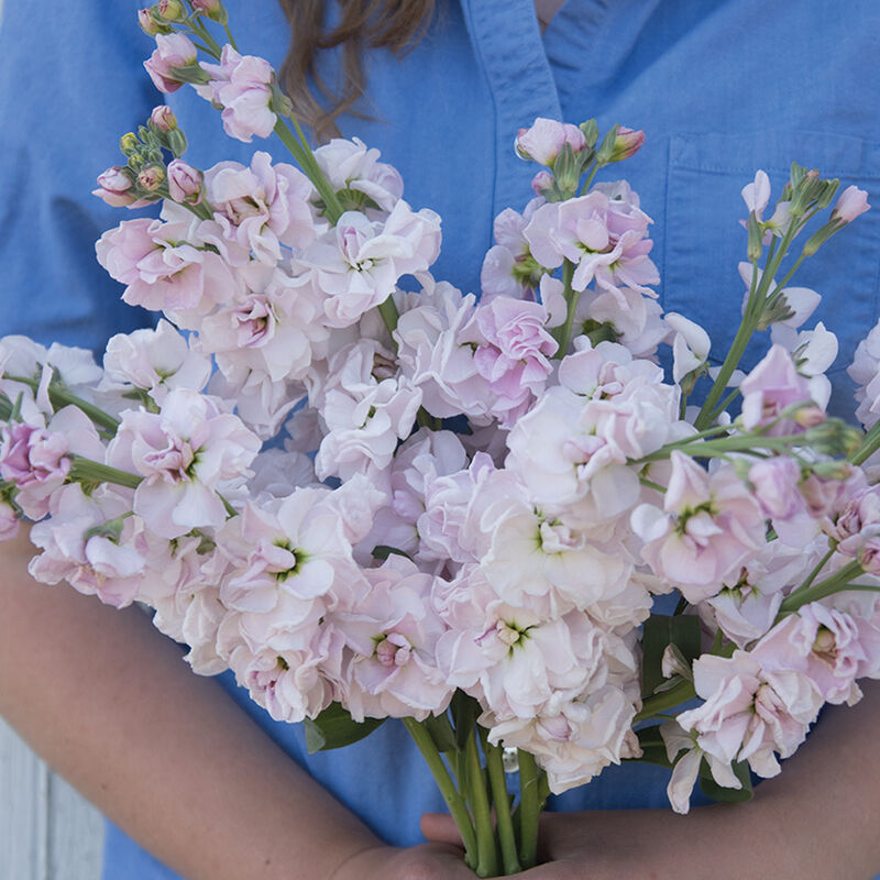 Katz Cherry Blossom - Semillas de Flor Alelí