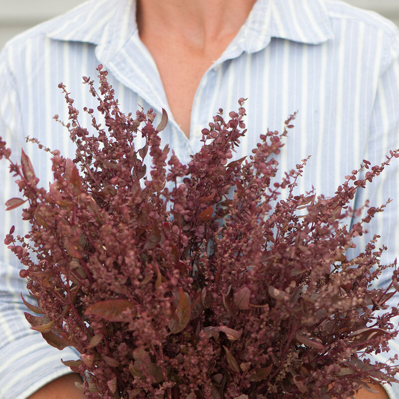 Red Plume - Semillas de Flor Atriplex