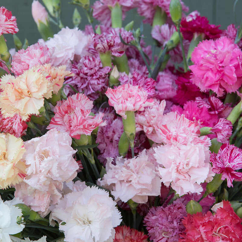 Chabaud Picotee Double Mix Semilla de clavel