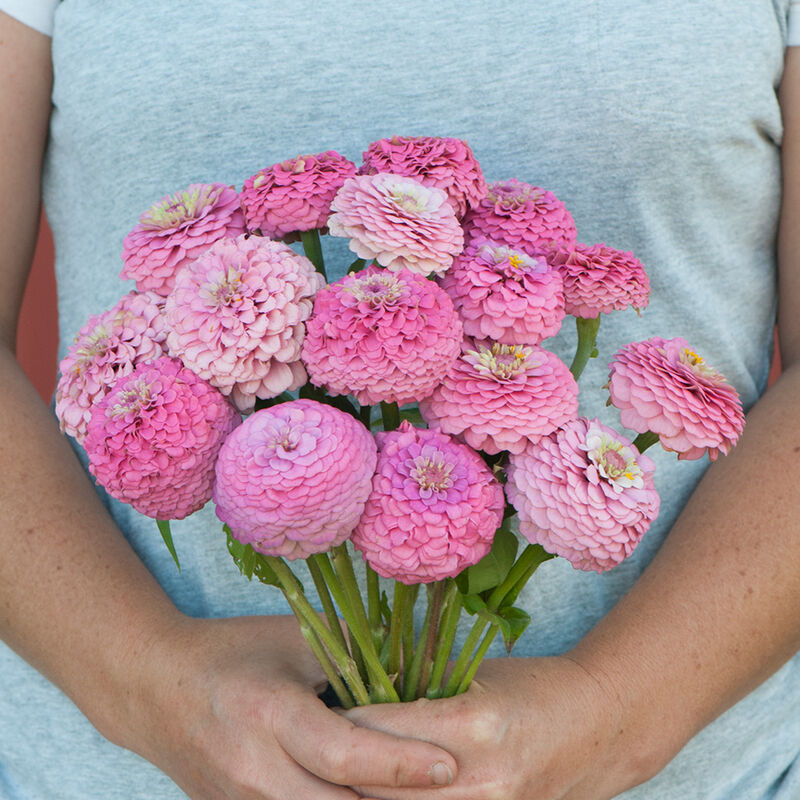 Oklahoma Pink - Semillas de Flor Zinnia