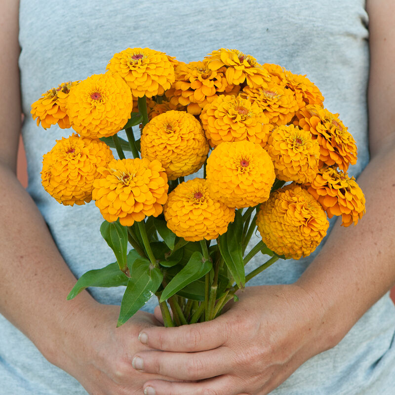 Oklahoma Golden Yellow - Semillas de Flor Zinnia